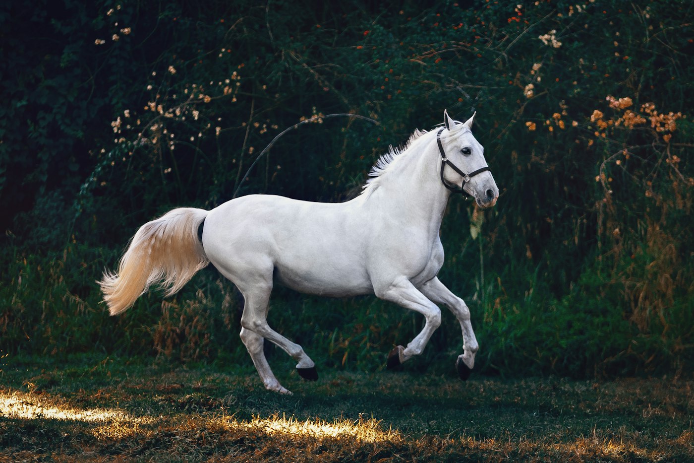 Hest